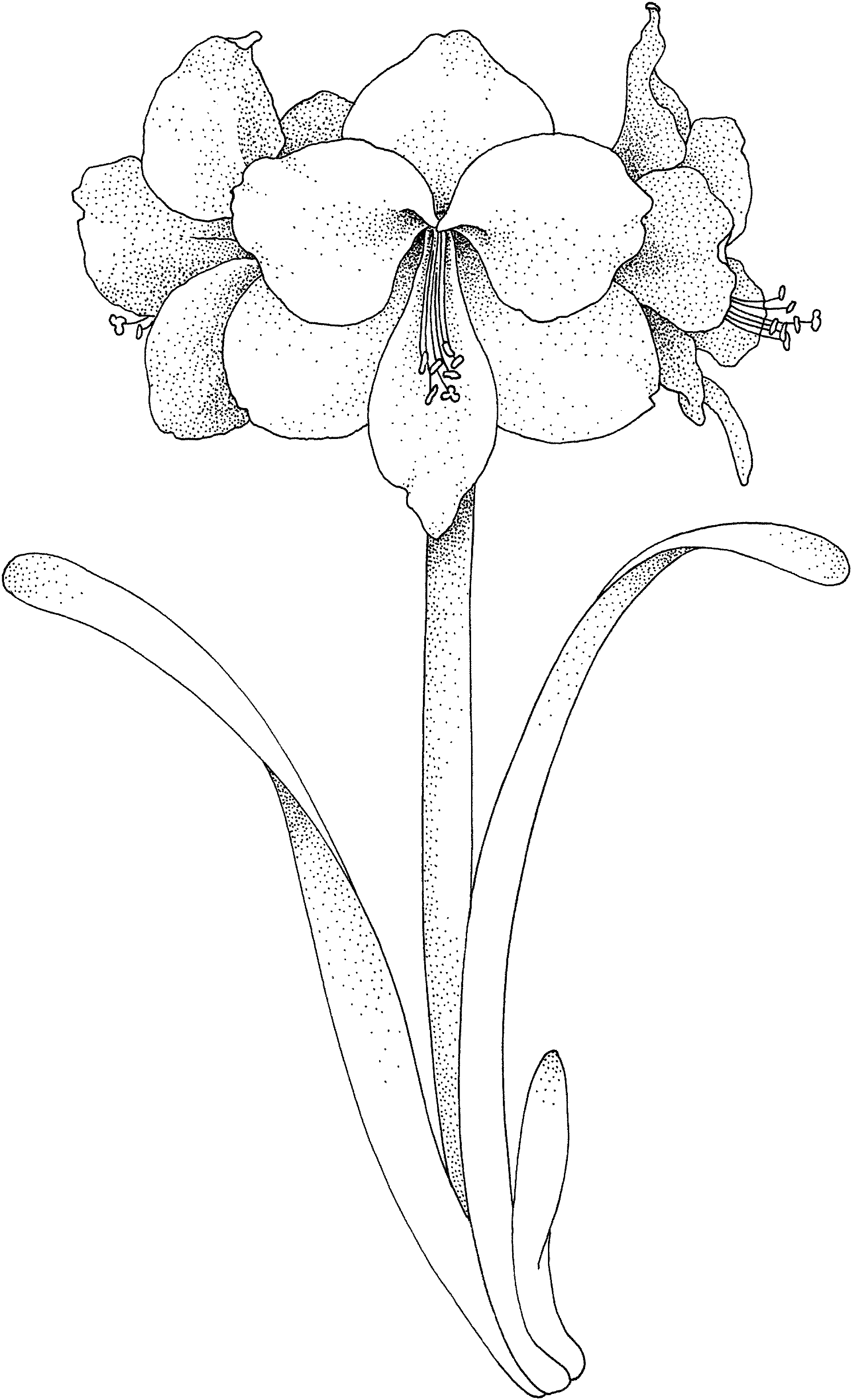 1 Amaryllis flowers coloring pages