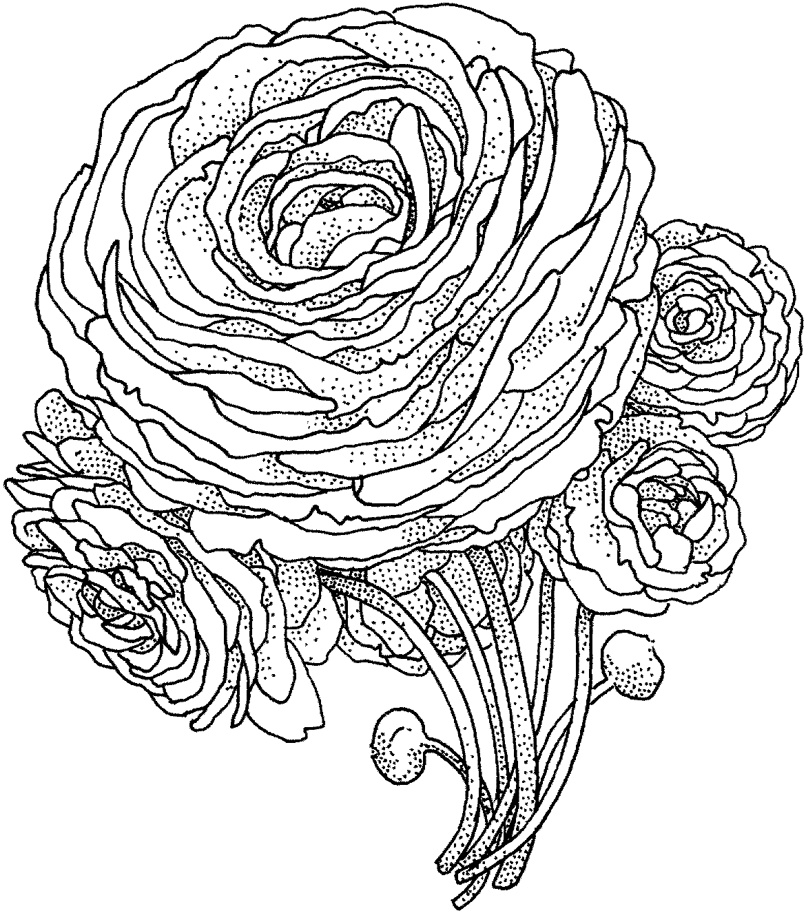 Peony flowers coloring pages