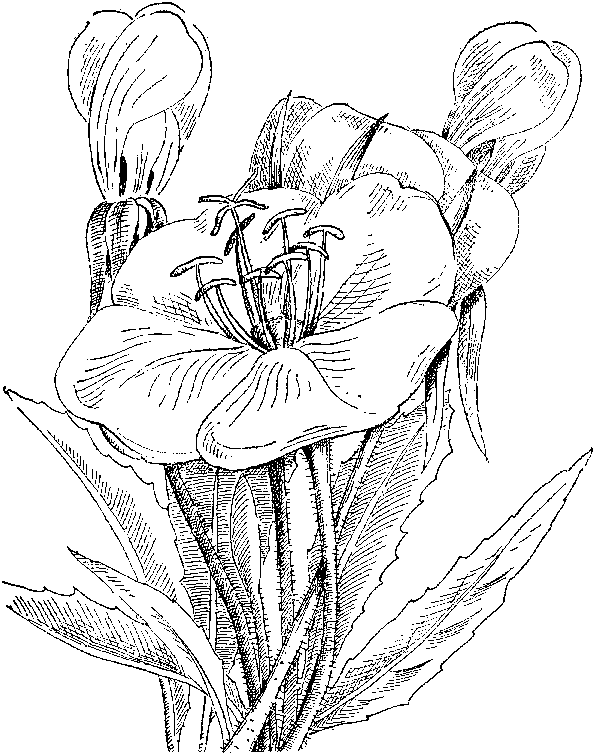 Primrose flowers coloring pages