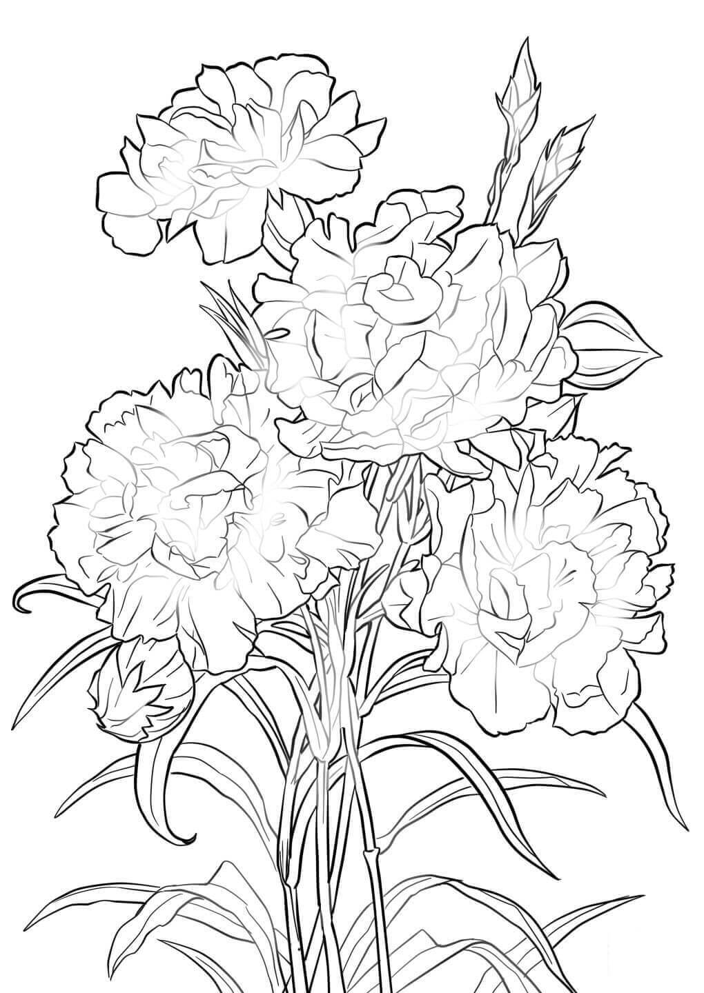 12 Scarlet Carnation flowers coloring pages