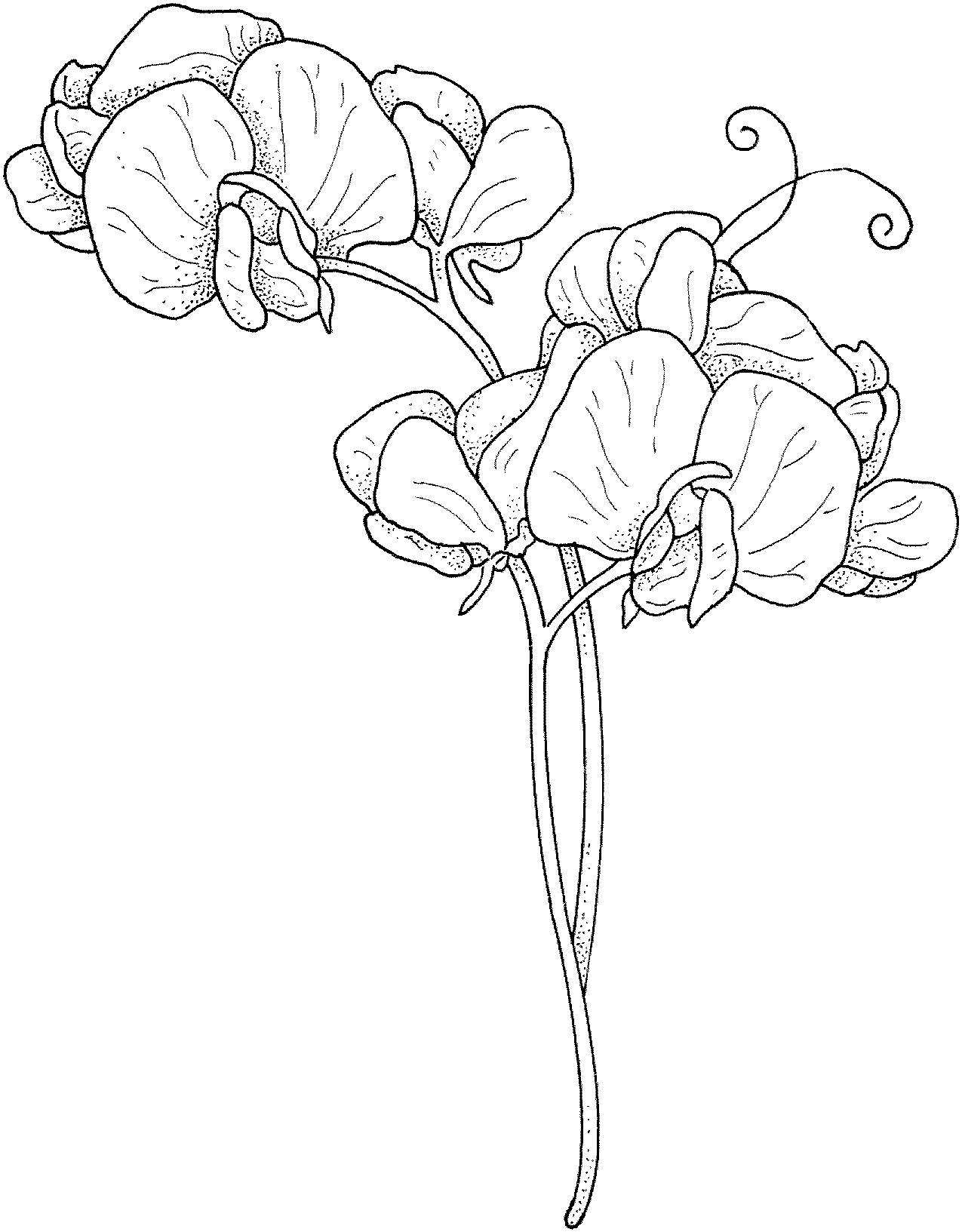 13 Sweet Pea flowers coloring pages