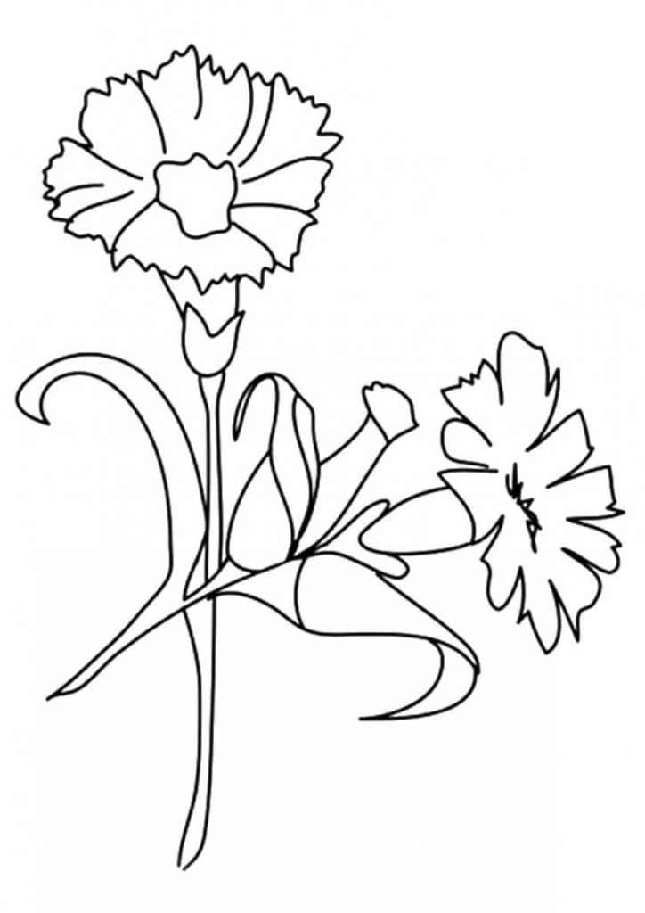 Carnation flowers coloring pages