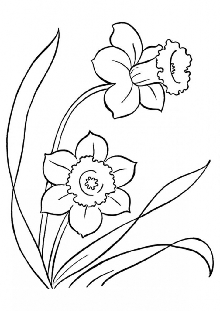 Daffodils flowers coloring pages