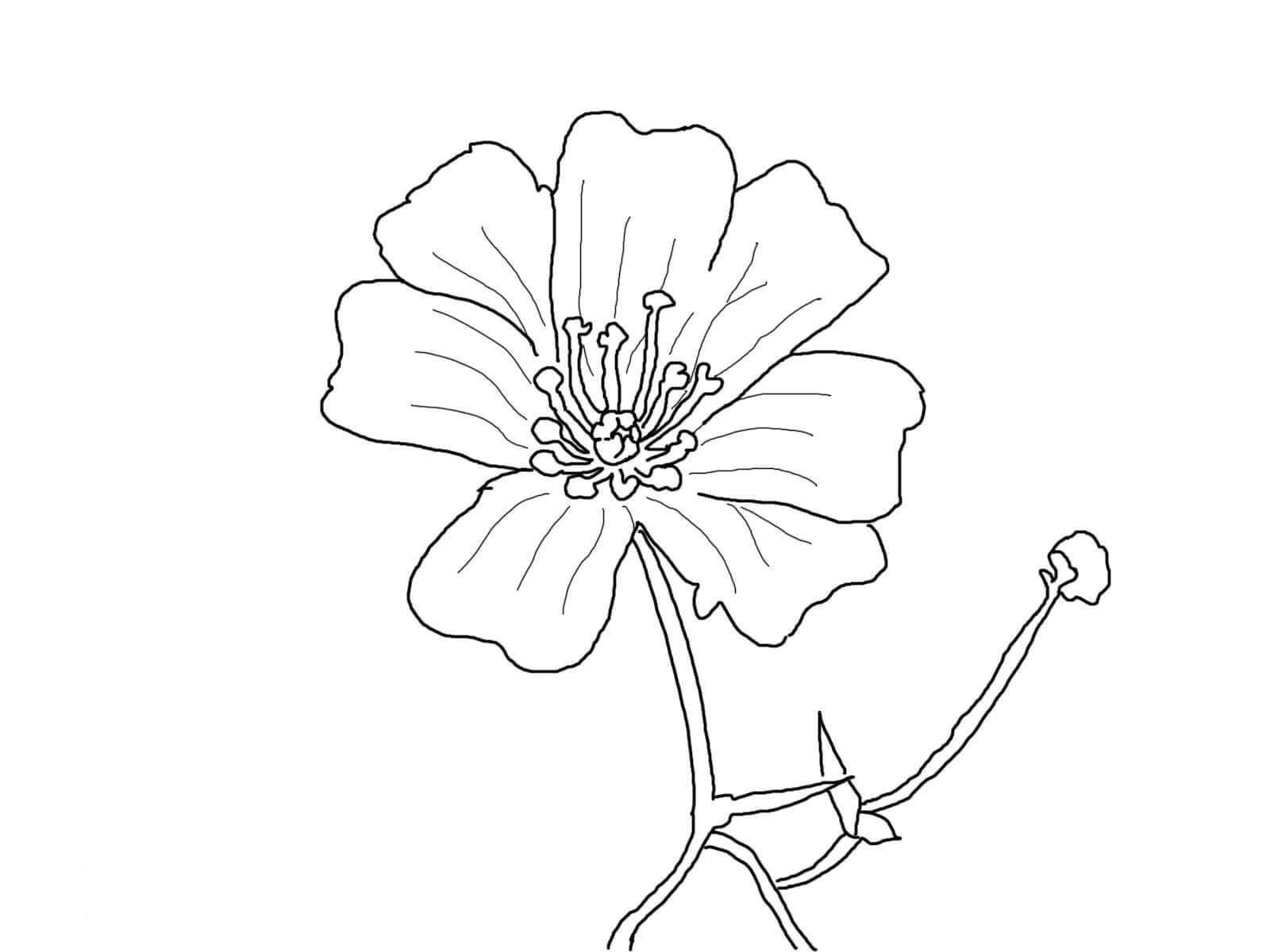 2 Babys Breath flowers coloring pages