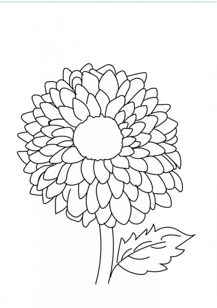 Dahlia flowers coloring pages