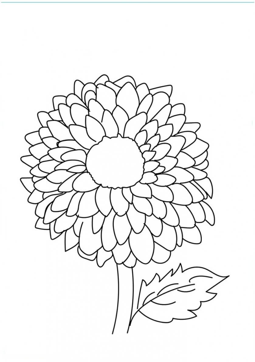 20 Dahlia flowers coloring pages