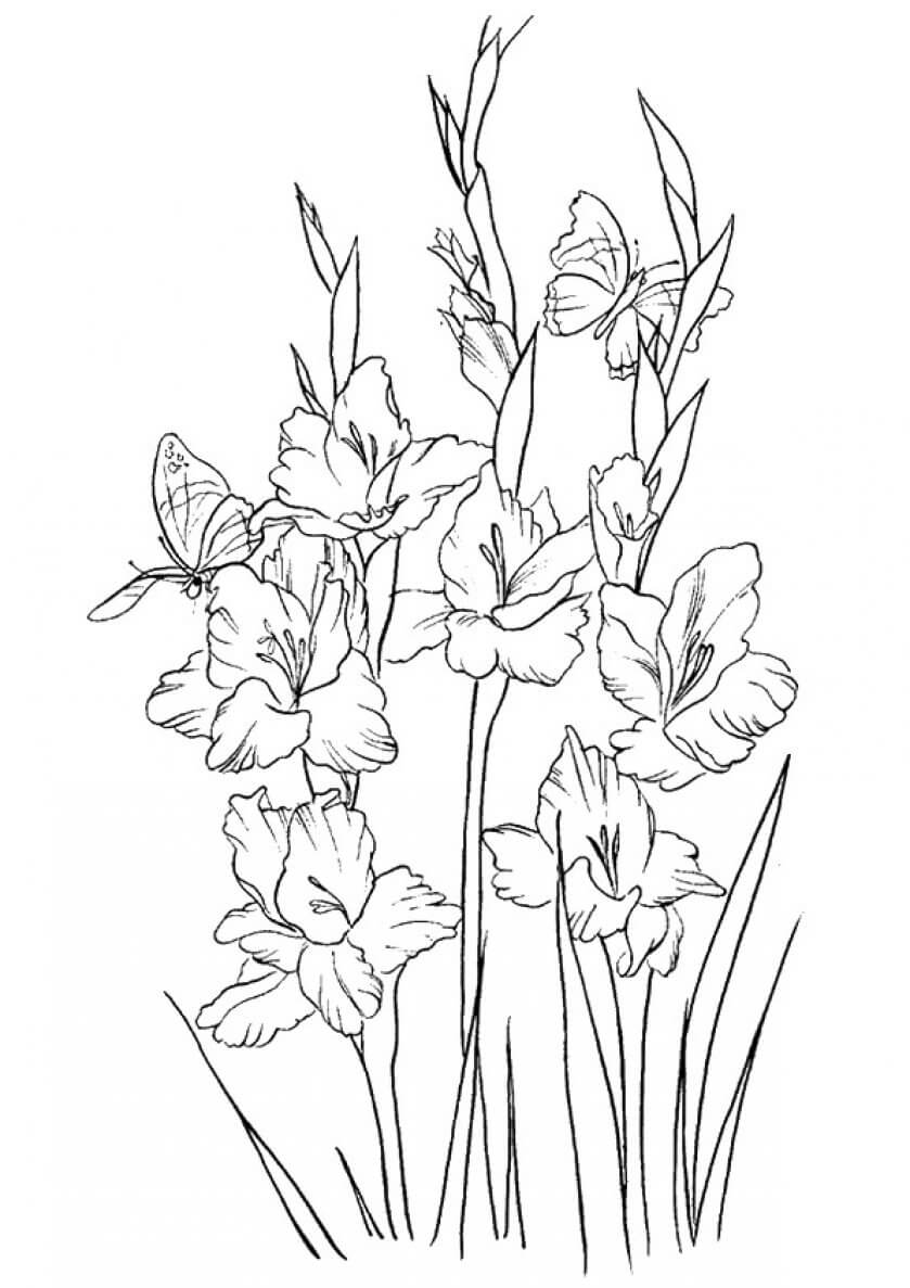 26 Gladiolus flowers coloring pages