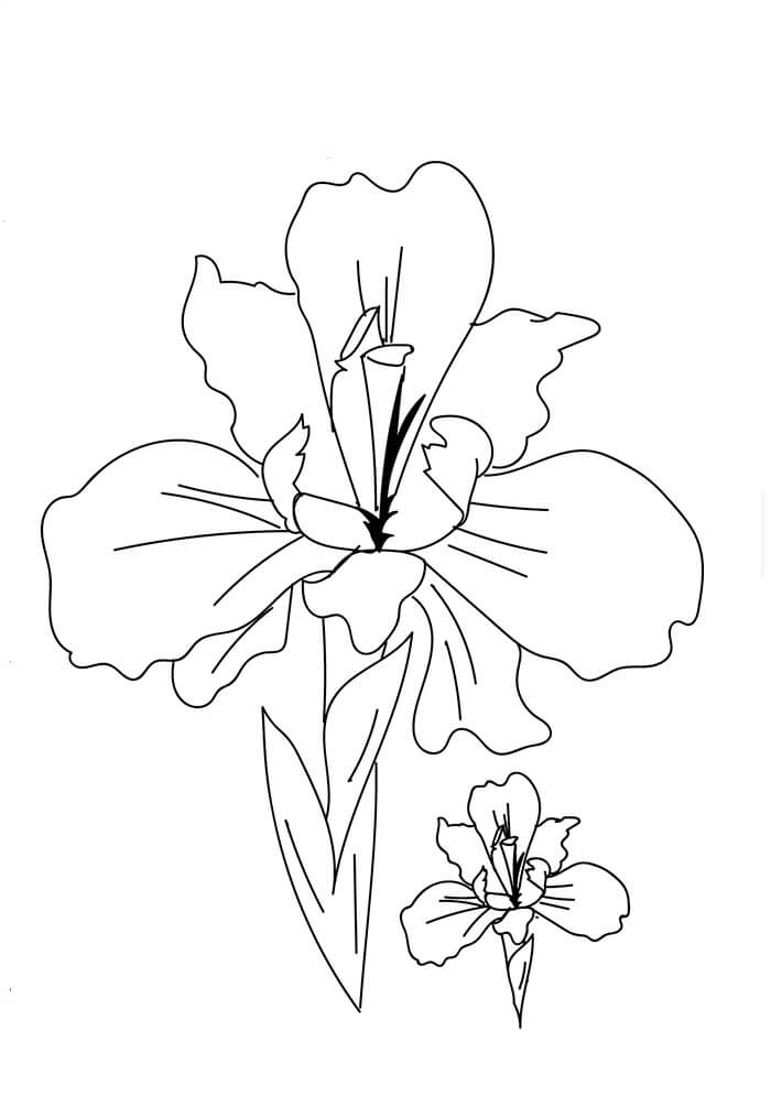 27 Iris flowers coloring pages