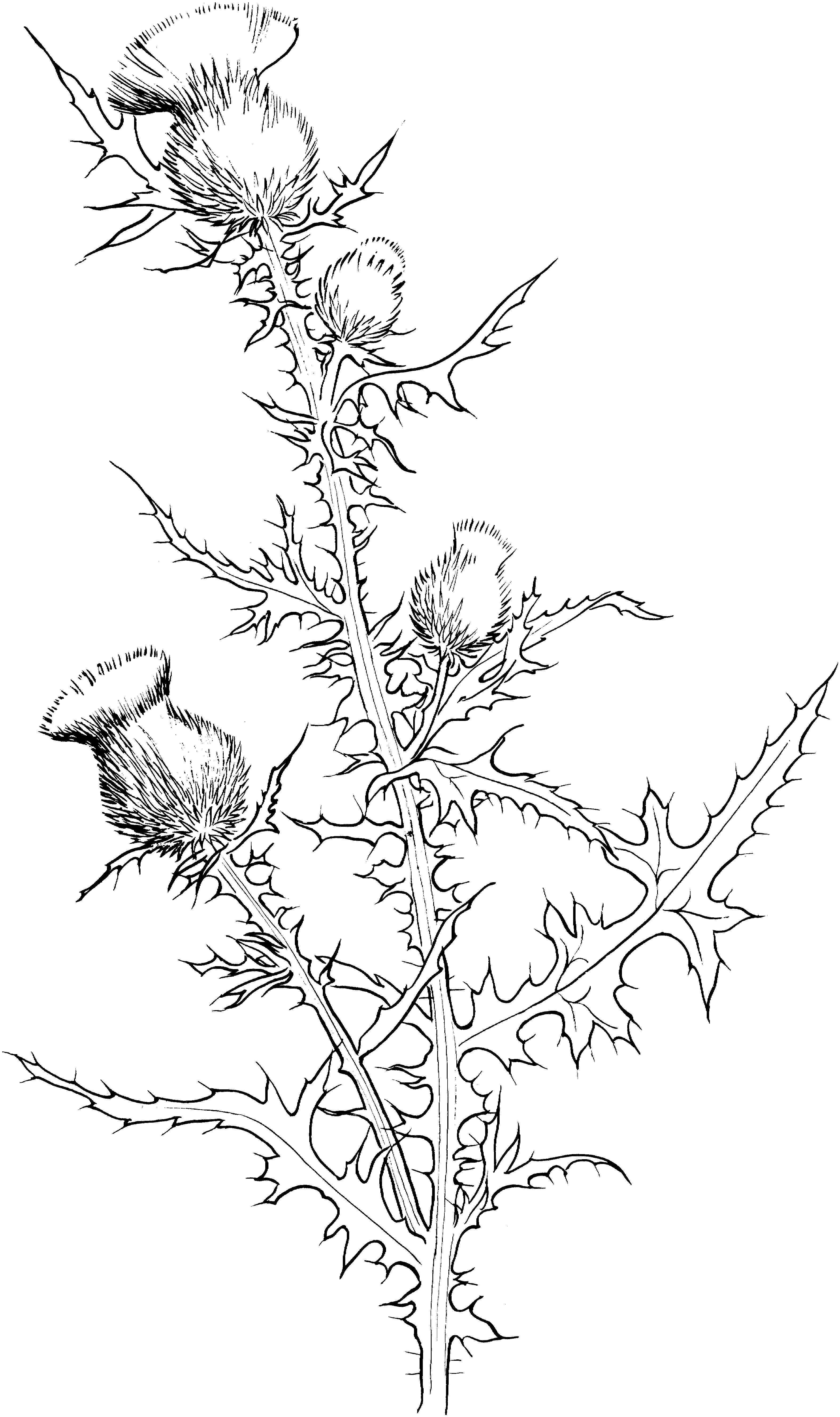Thistle flowers coloring pages