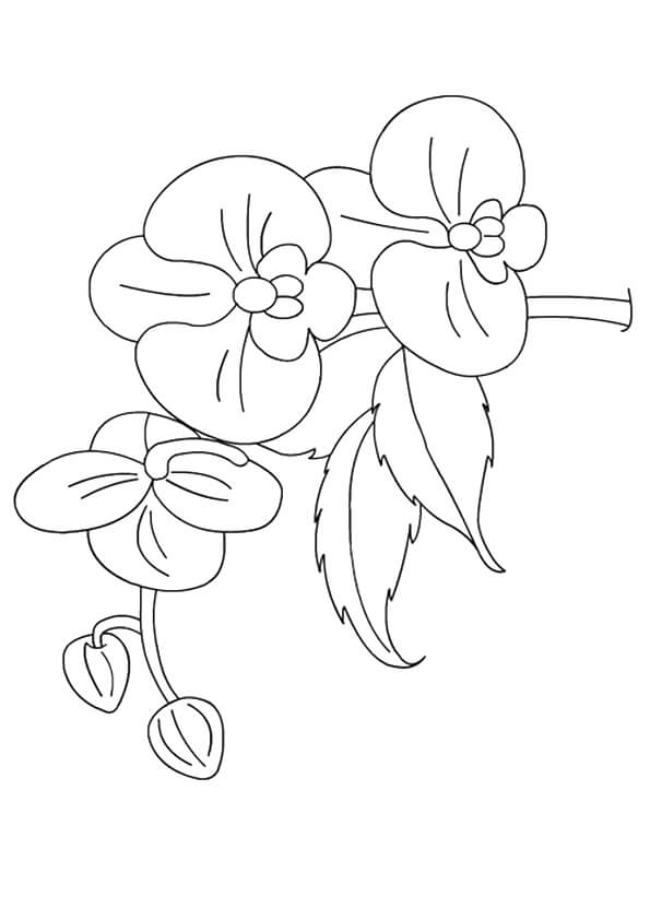 Orchids flowers coloring pages