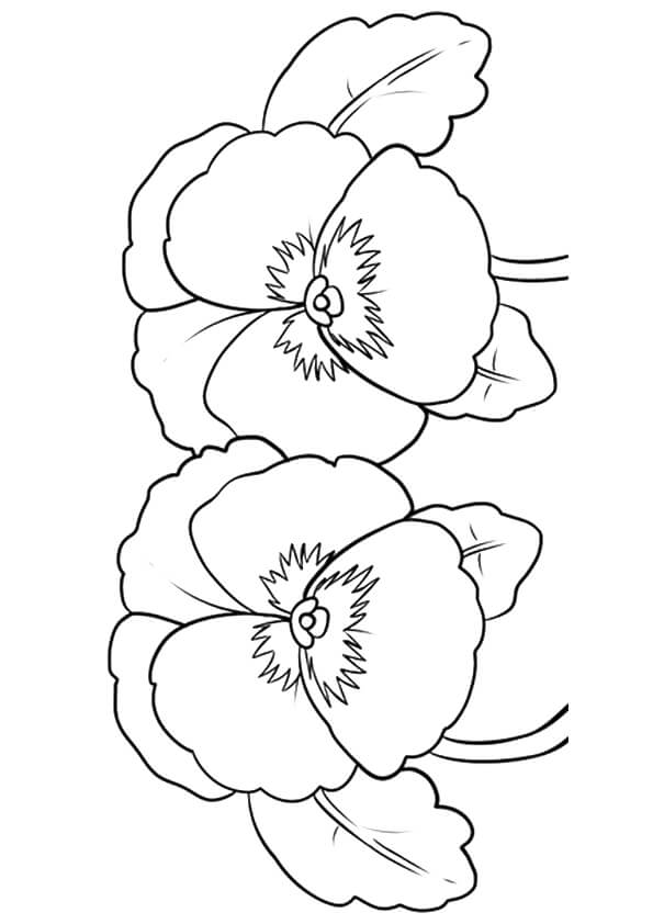 Pansy flowers coloring pages