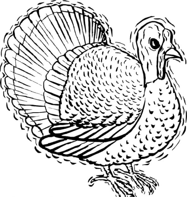 Turkey Thanksgiving coloring page