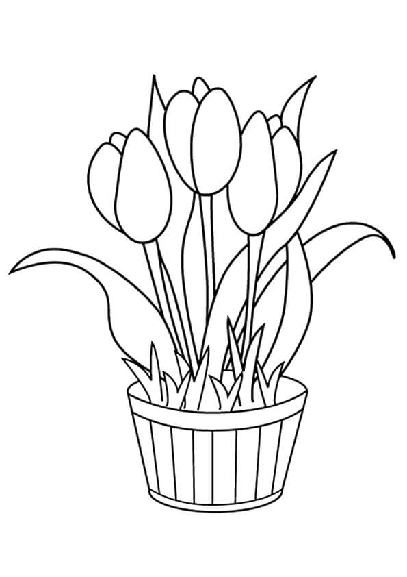 Tulip flowers coloring pages