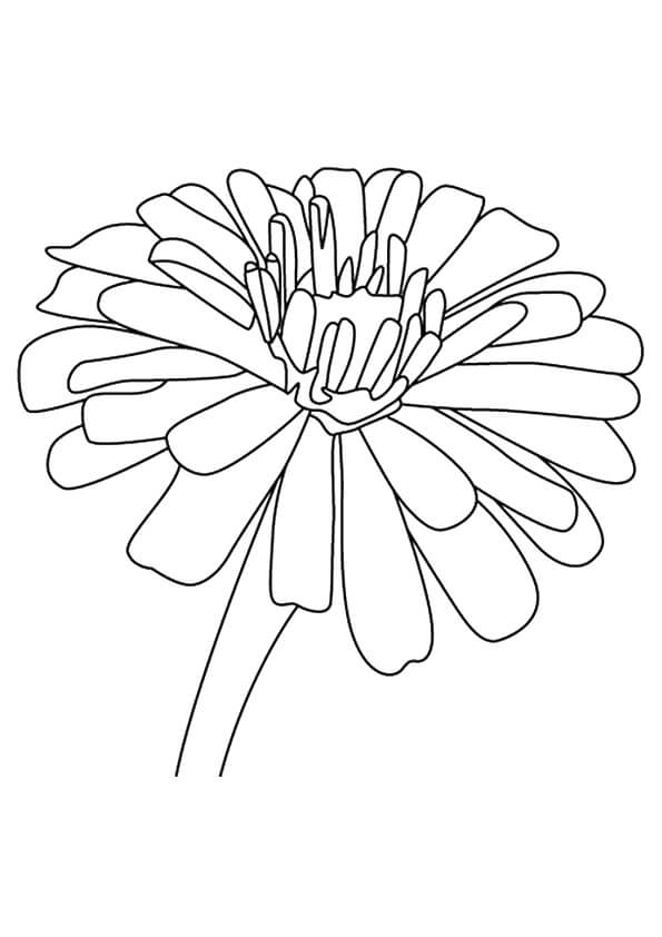 Zinnia flowers coloring pages