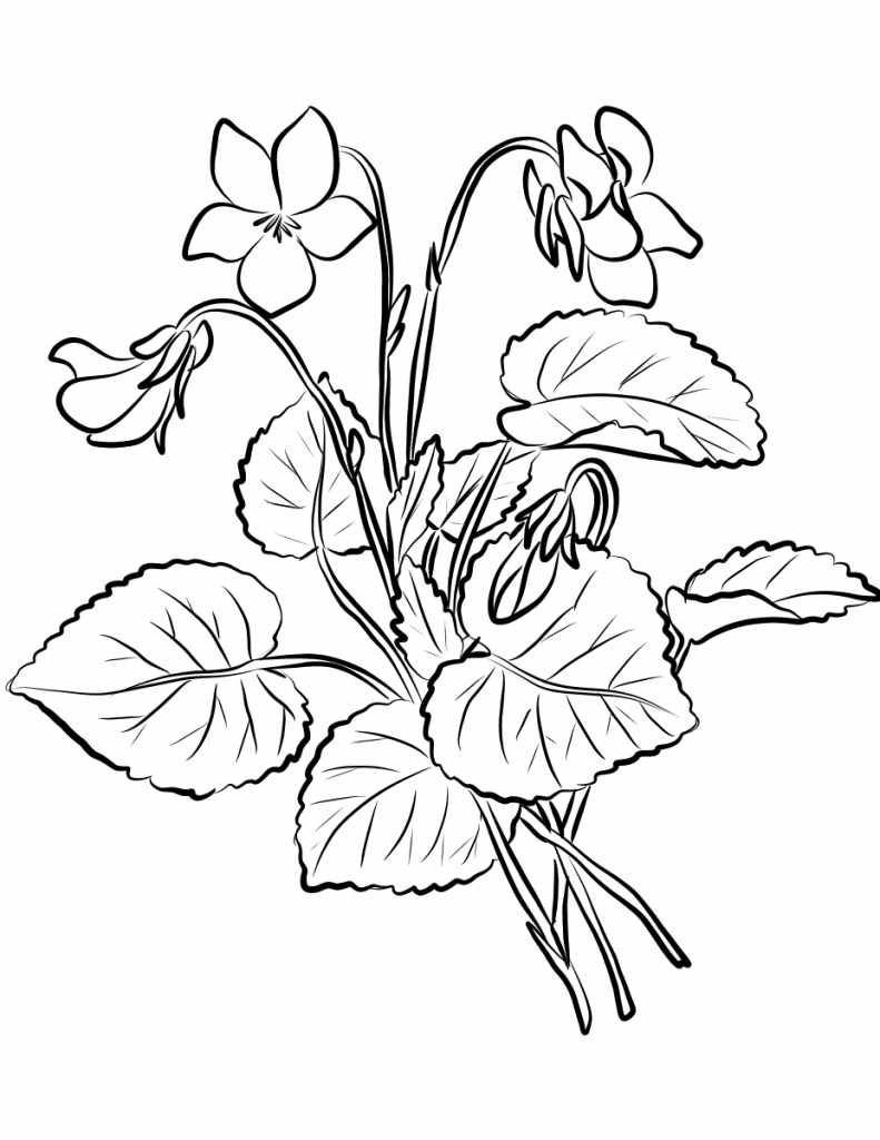 Violet flowers coloring pages