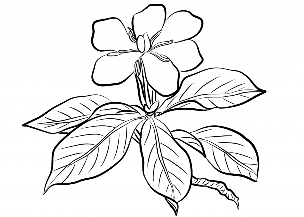 Gardenia flowers coloring pages