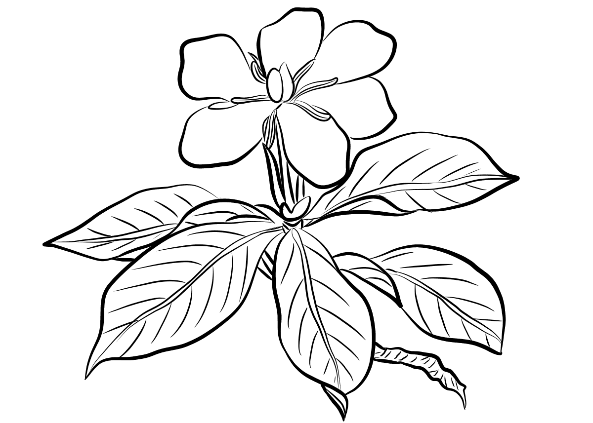 4 Gardenia flowers coloring pages