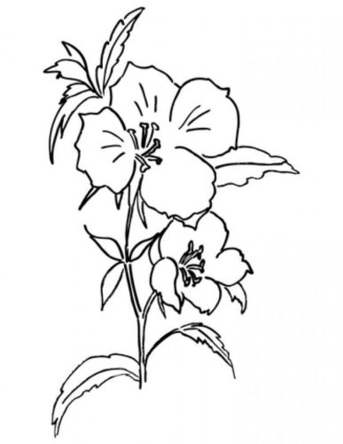 5 Godetia flowers coloring pages