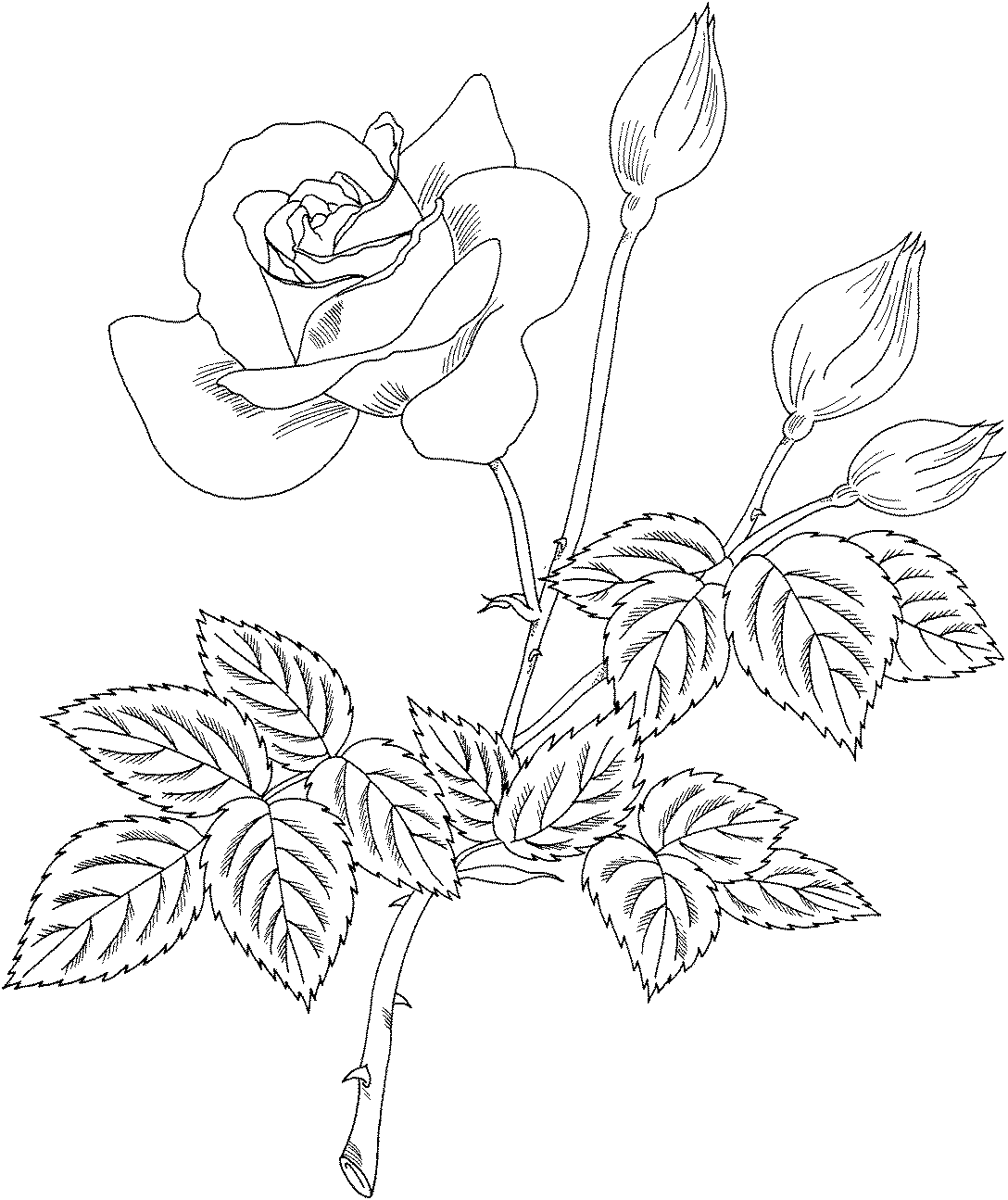 6 Grandiflora Rose flowers coloring pages