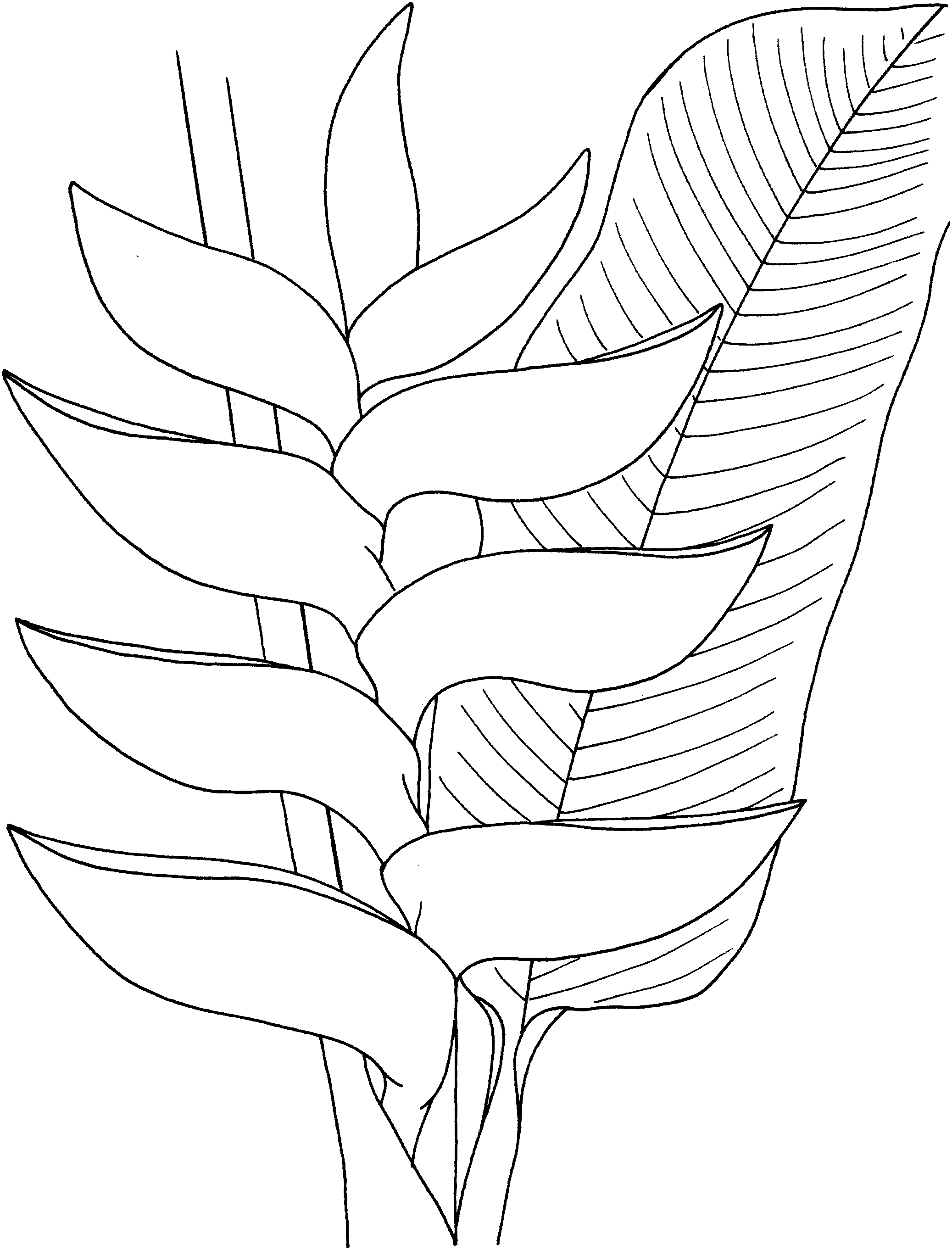 7 Heliconia flowers coloring pages