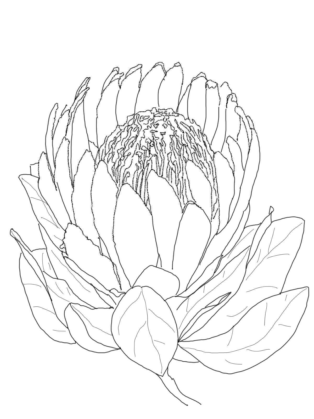 Protea coloring pages 40