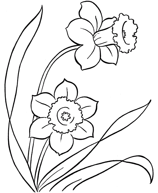Spring Flower Coloring Pages Daffodil