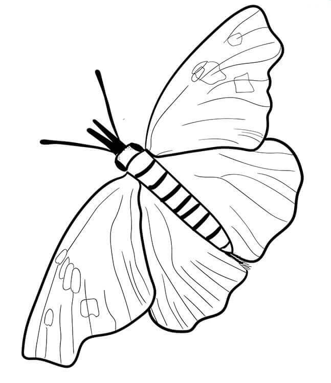 American Snout Butterfly Coloring Page