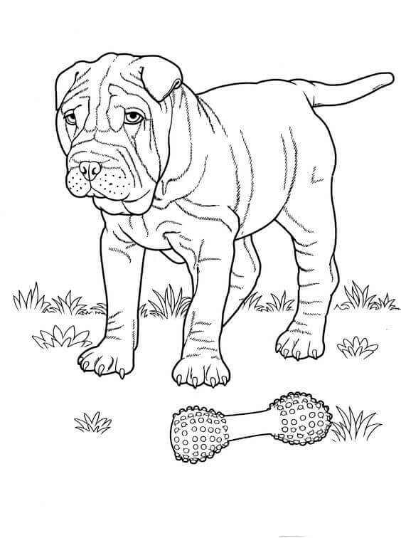 Bulldog Coloring Page