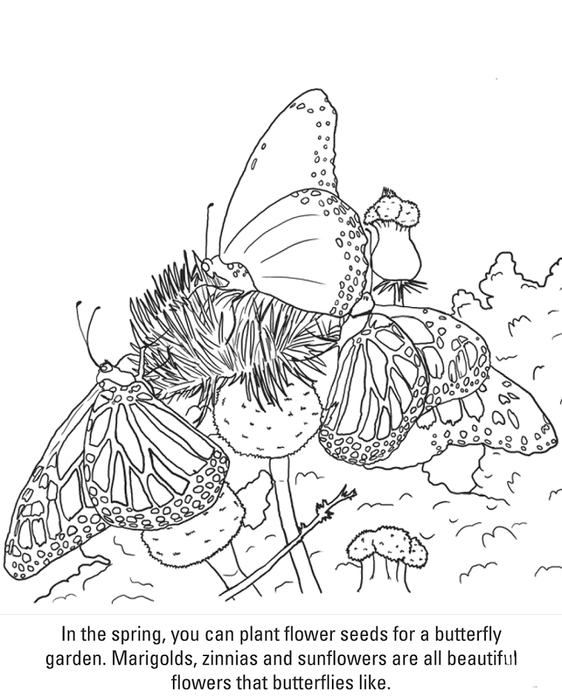 Butterfly Coloring Page With Facts