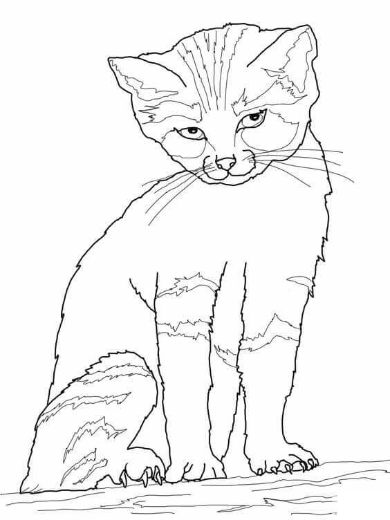 Coloring Pages Of Cats