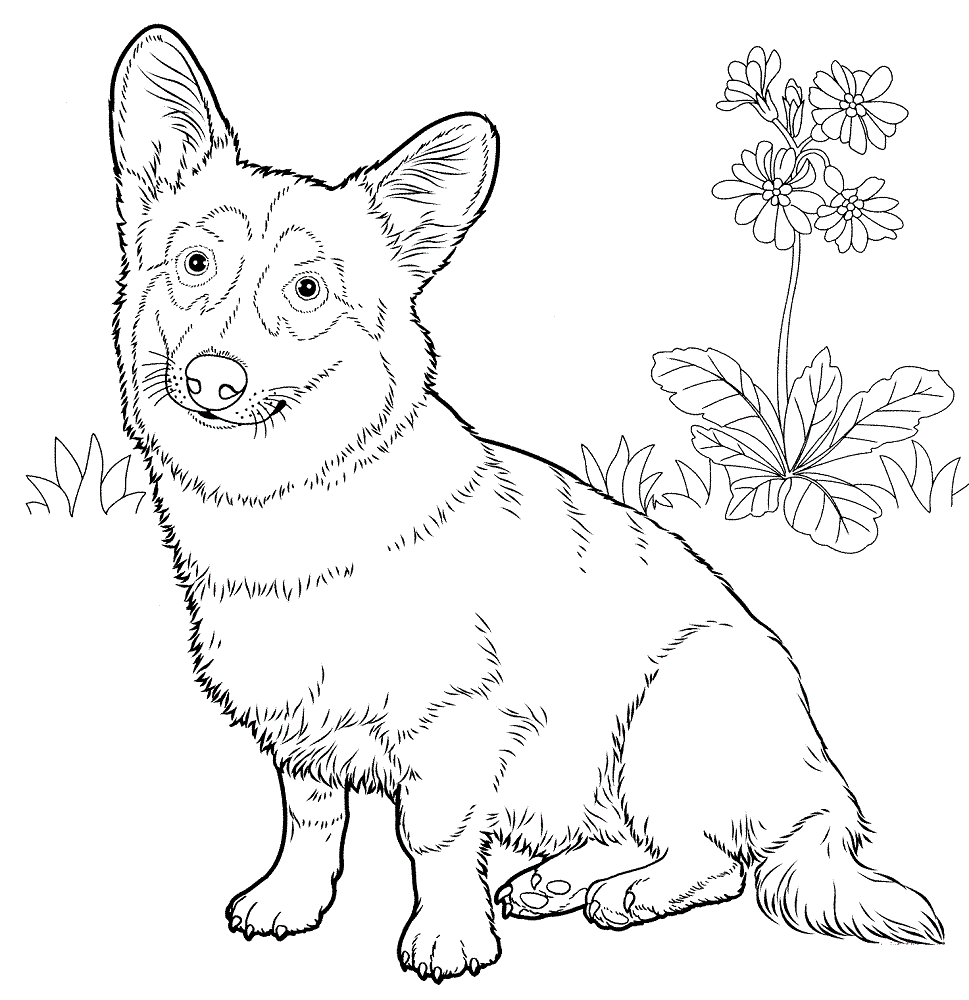 Corgi Coloring Pages