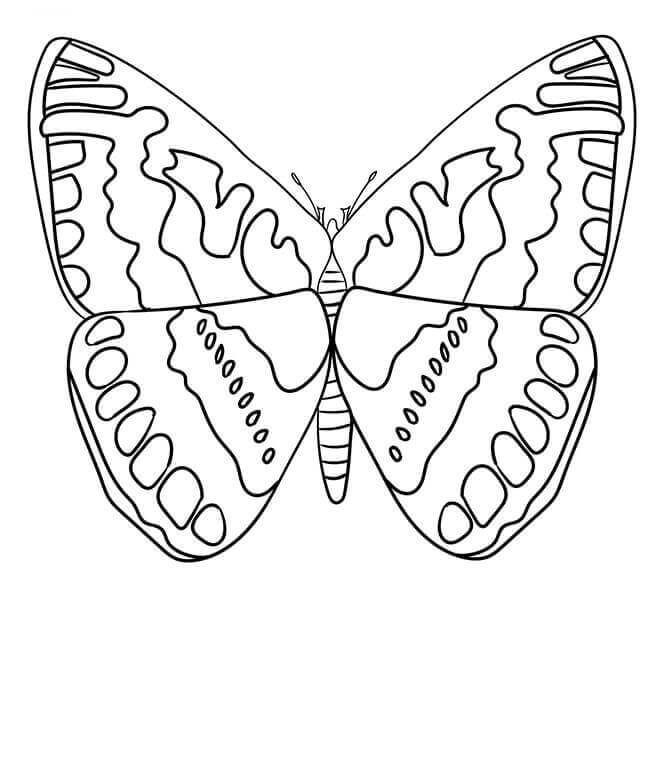 Hesperiidae Butterfly Coloring Page