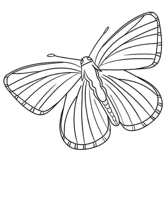 Lycaenidae Butterflies Coloring Page