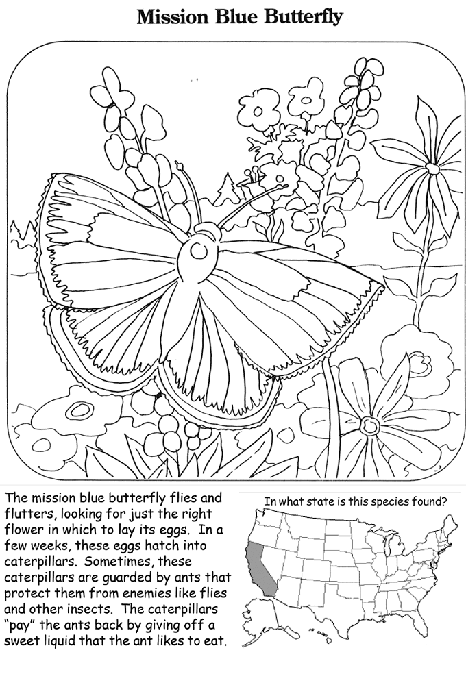 Mission Blue Butterfly Coloring Page