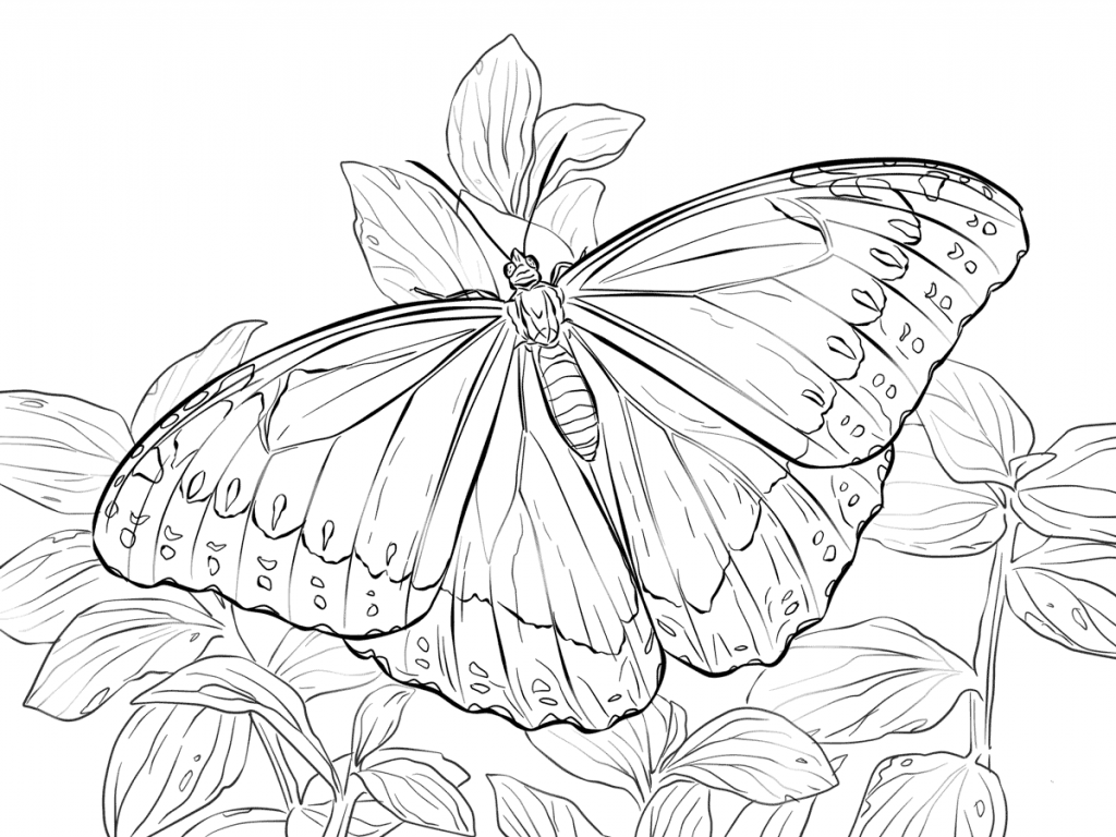 40 Free Printable Butterfly Coloring Pages