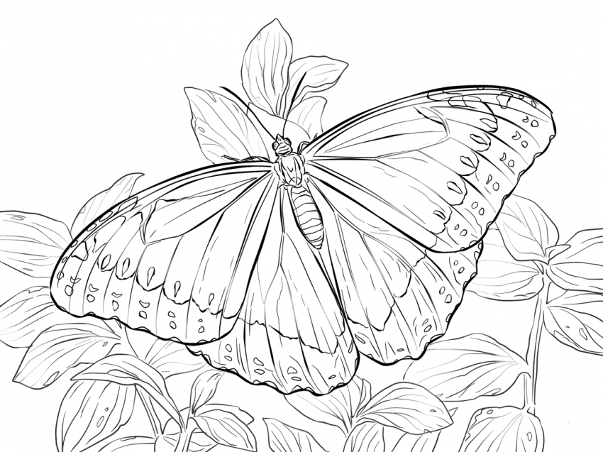 40 Free Printable Butterfly Coloring Pages