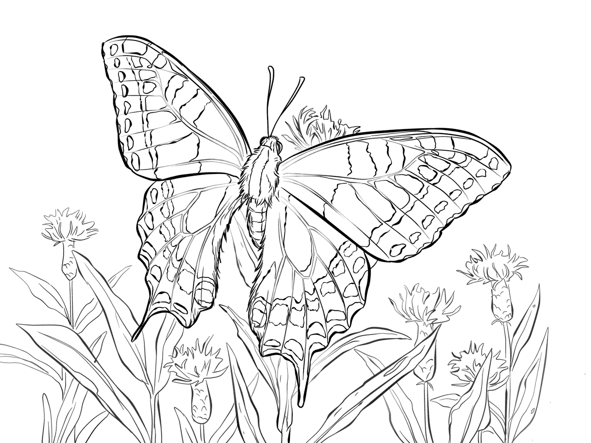 Old World Swallowtail Coloring Page