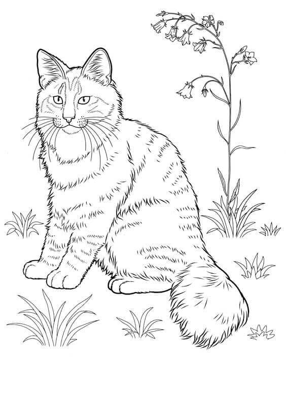 Persian Cat Coloring Pages