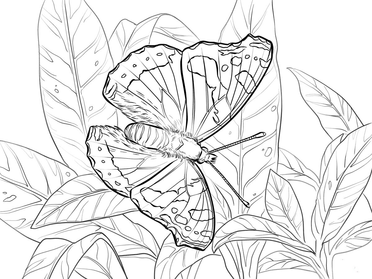 Red Admiral Butterfly Coloring Page