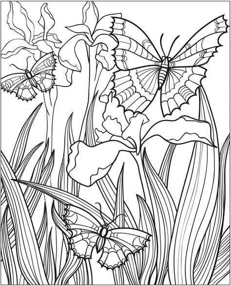 Spring Butterfly Coloring Page