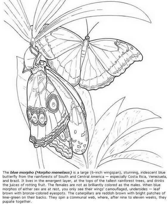 The Blue Morpho Butterfly Coloring Page