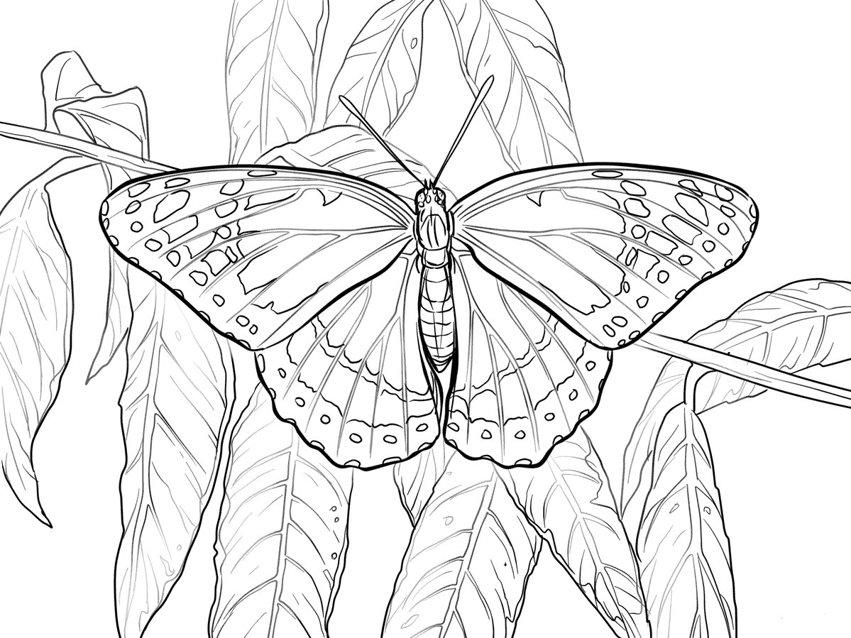Viceroy Butterfly Coloring Page