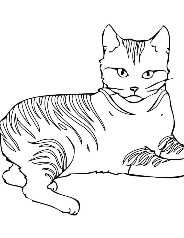 Warrior Cat Coloring Sheets