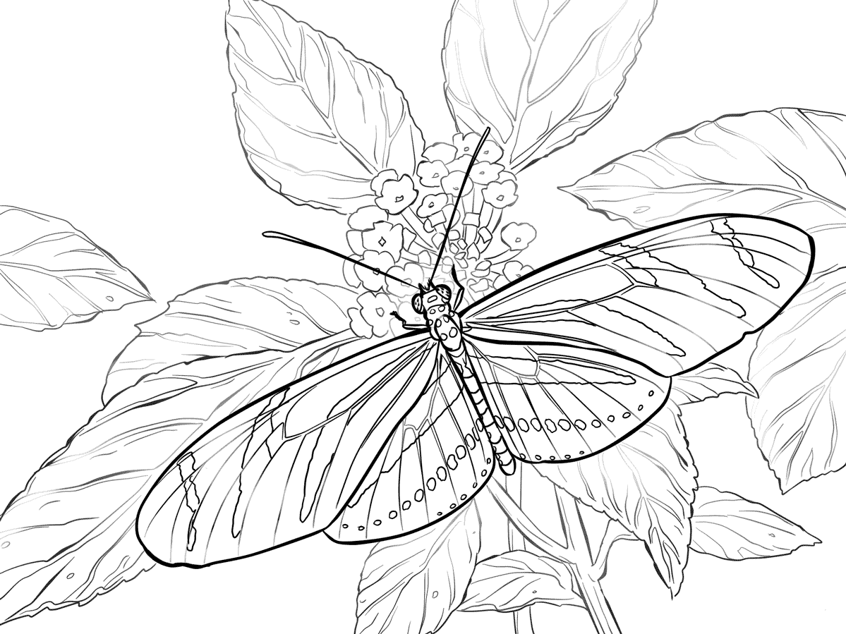 Zebra Longwing Coloring Page