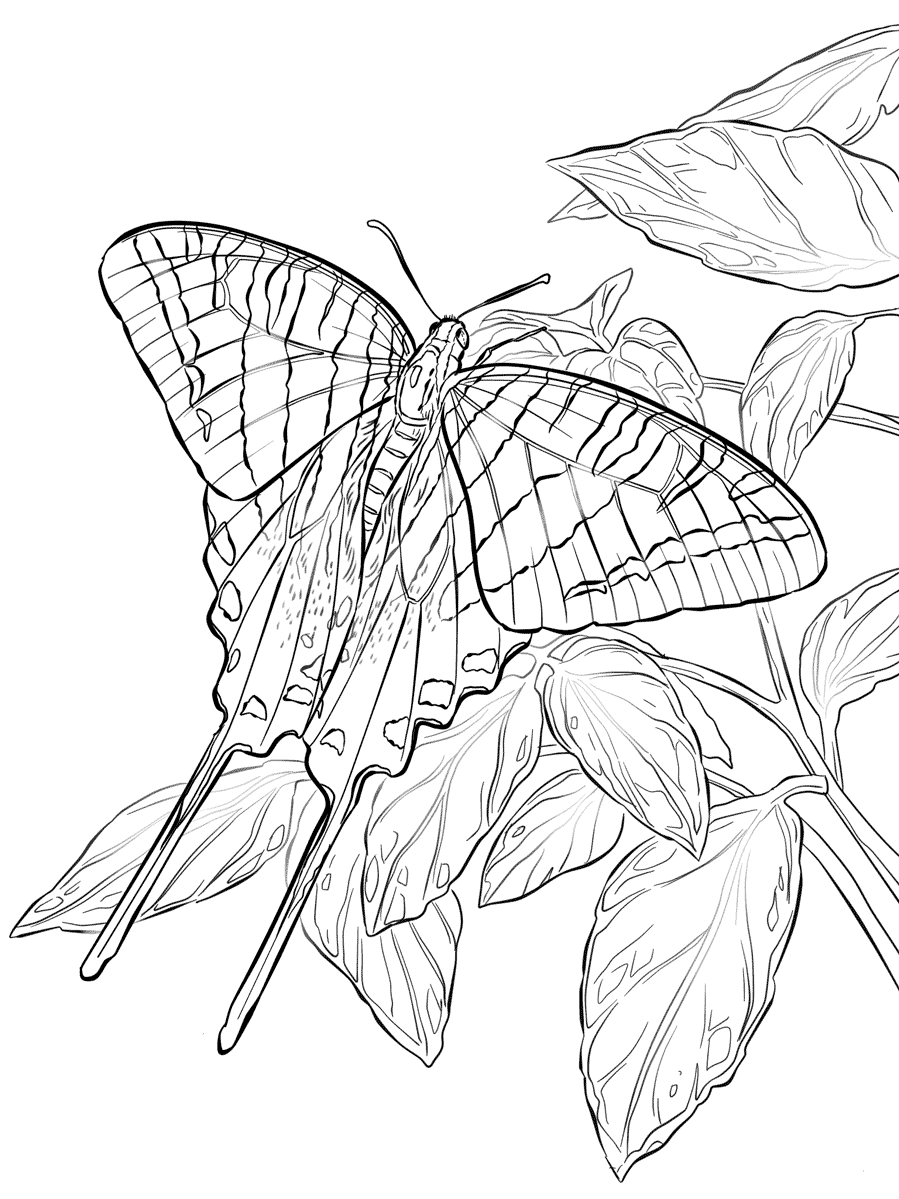 40 Free Printable Butterfly Coloring Pages