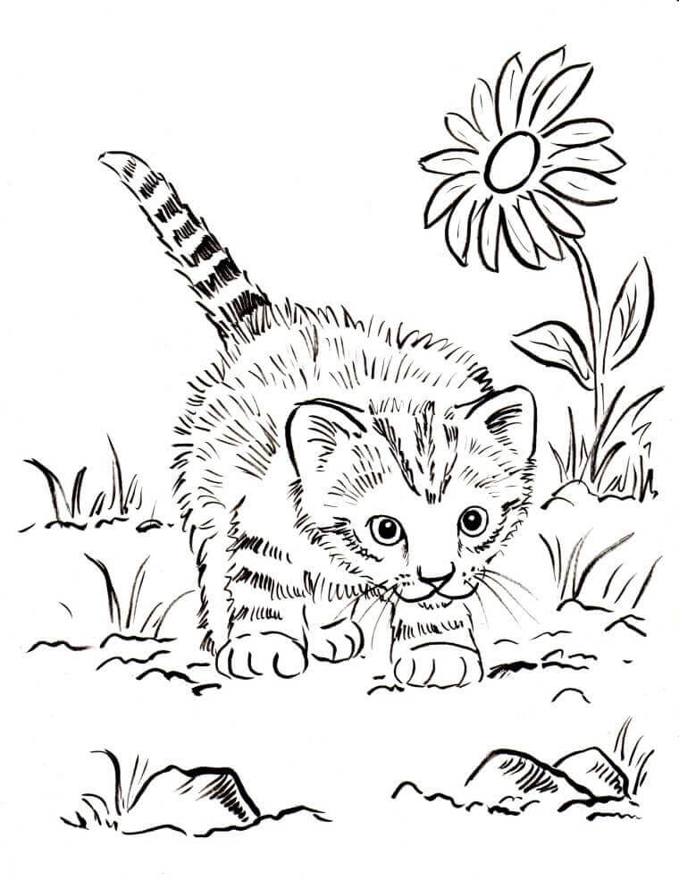 Realistic Kitten Coloring Pages