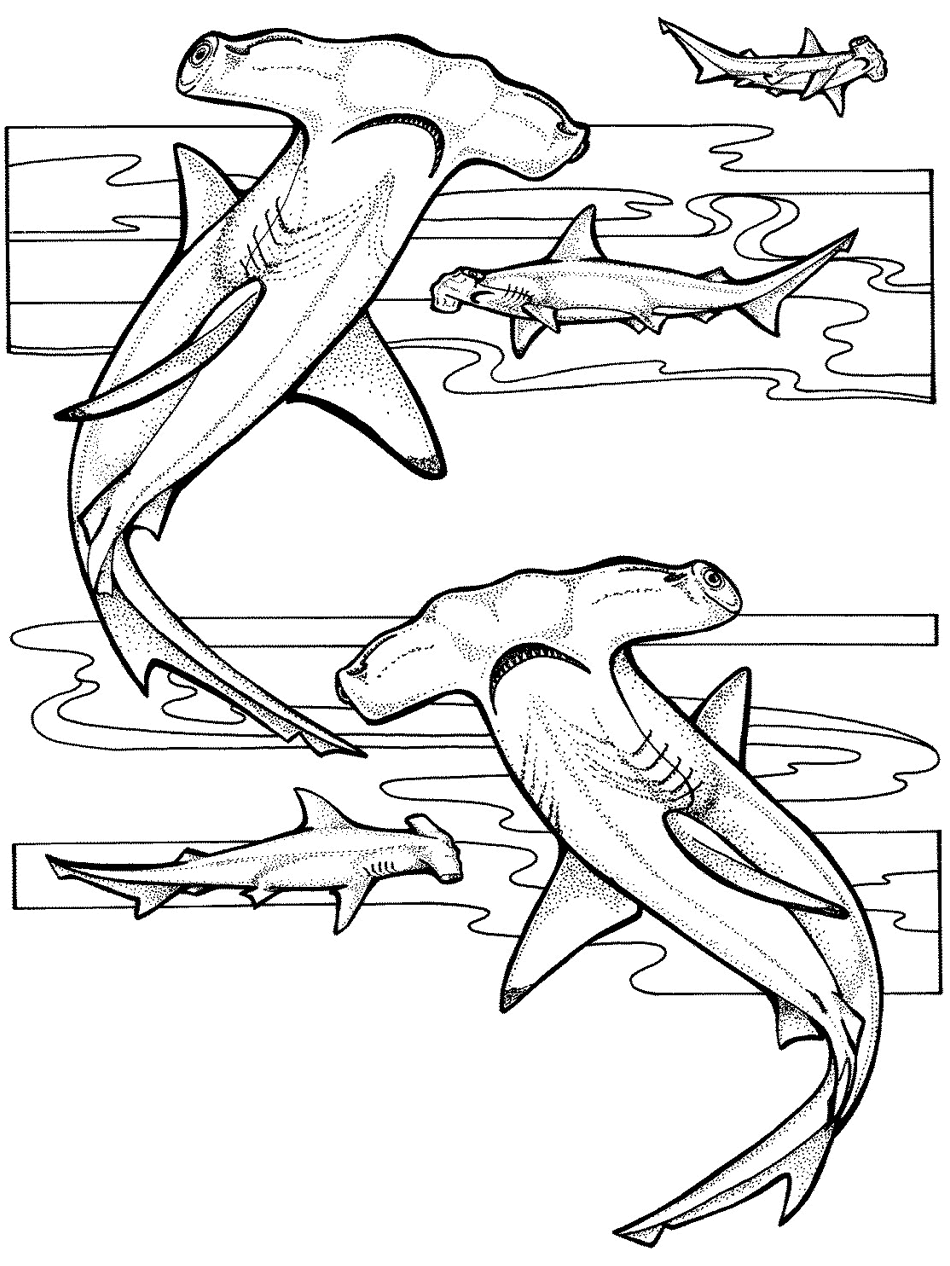 Hammerhead Shark Coloring Pages