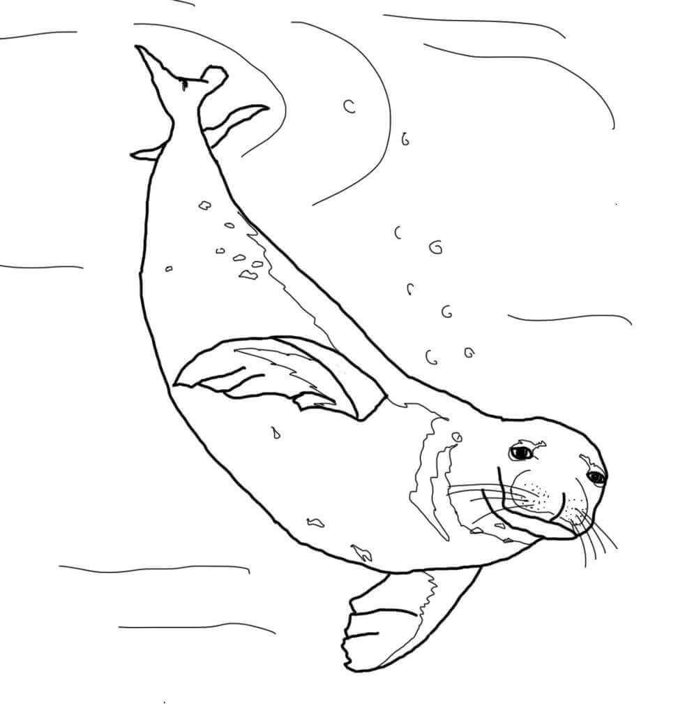 Monk Seal Coloring Pages