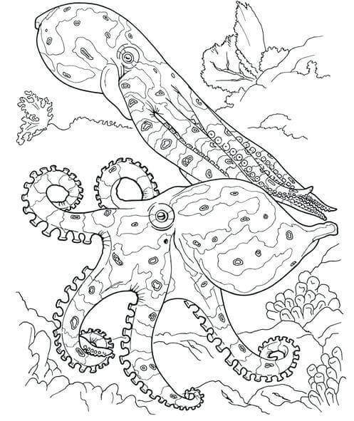 Octopus Coloring Pages For Adults