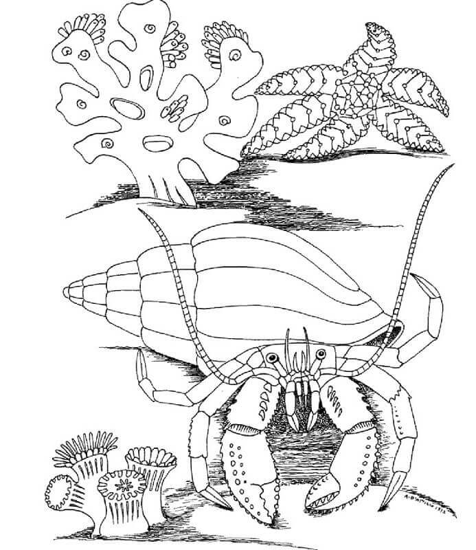 Sea Life Coloring Pages For Adults